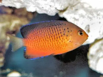 Centropyge ferrugatus